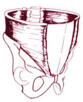 abdominaux transverse