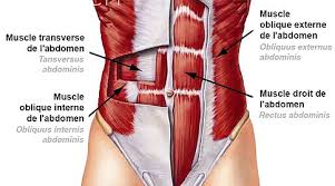 les muscles des abdominaux