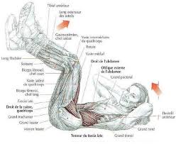 le meilleurs exercices d'abdominaux